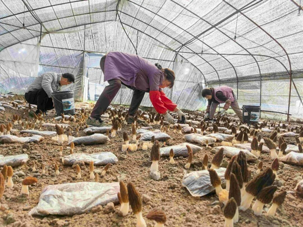 1774711665434292.jpeg 333_副本.jpg